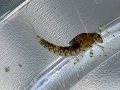 Ephemeroptera