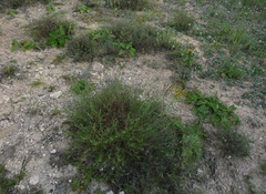 Astragalus ucrainicus