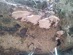 Rhodofomitopsis feei