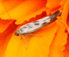 Scythris limbella