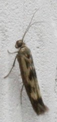 Scythris limbella