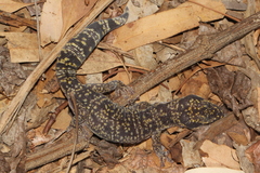 Oedura cincta