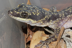 Oedura cincta
