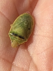 Piezodorus guildinii