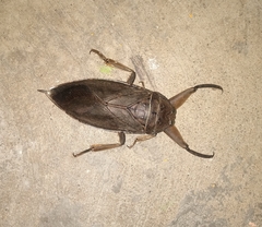 Lethocerus collosicus