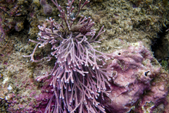 Amphiroa anceps