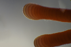 Amphiroa anceps