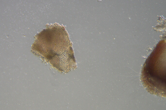 Amphiroa anceps