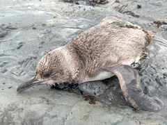 Eudyptula minor albosignata