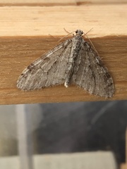 Trichopteryx carpinata