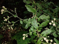 Baccharis multiflora