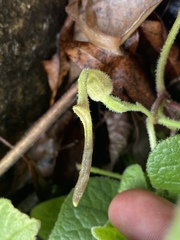 Aristolochia pubera