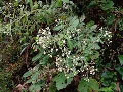 Baccharis multiflora