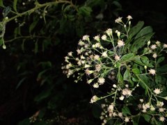 Baccharis multiflora