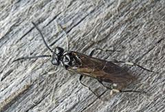 Macrophya albicincta