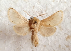 Dyspessa salicicola