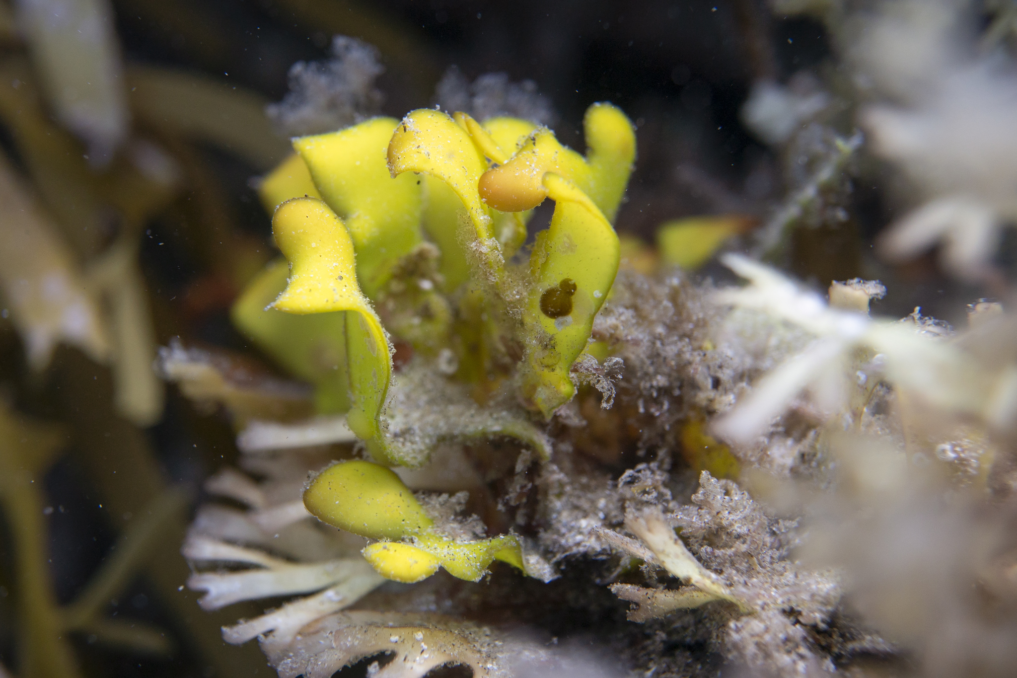 Dicranemataceae