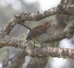 Chasiempis sandwichensis bryani