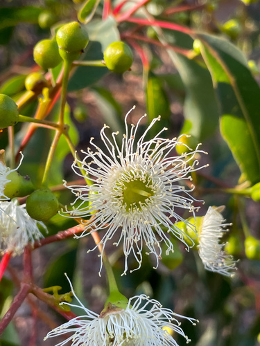 Corymbia calophylla