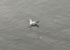 Chroicocephalus ridibundus