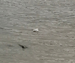 Chroicocephalus ridibundus