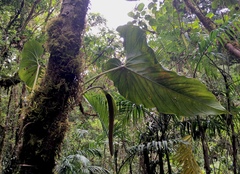 Anthurium concinnatum