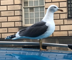 Larus fuscus