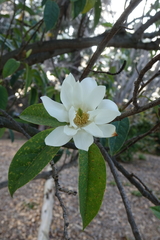 Magnolia doltsopa