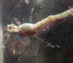 Eualus pusiolus