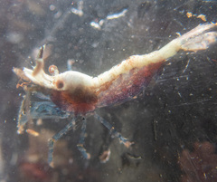 Eualus pusiolus