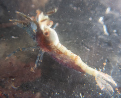 Eualus pusiolus