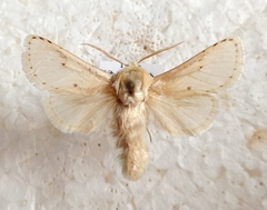 Dyspessa salicicola