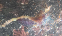 Eualus pusiolus