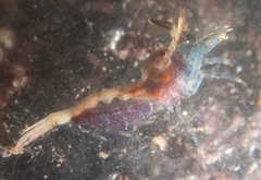 Eualus pusiolus