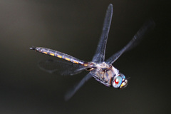 Epitheca petechialis