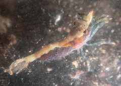 Eualus pusiolus