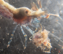 Eualus pusiolus