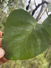 Erythrophleum chlorostachys