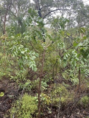 Erythrophleum chlorostachys