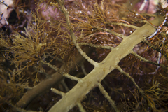 Cystophora moniliformis