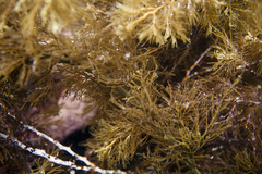 Cystophora moniliformis