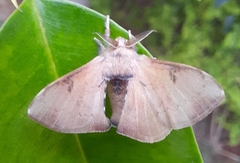 Bombycinae