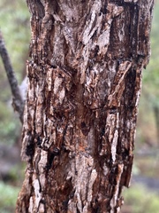 Erythrophleum chlorostachys