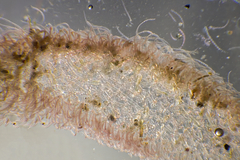 Haloplegma preissii