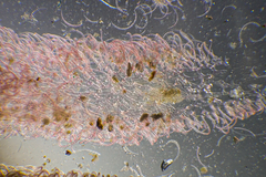 Haloplegma preissii