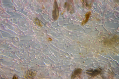 Haloplegma preissii
