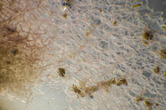 Haloplegma preissii