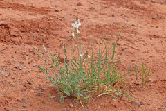 Astragalus flavus higginsii