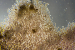 Haloplegma preissii