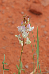 Astragalus flavus higginsii